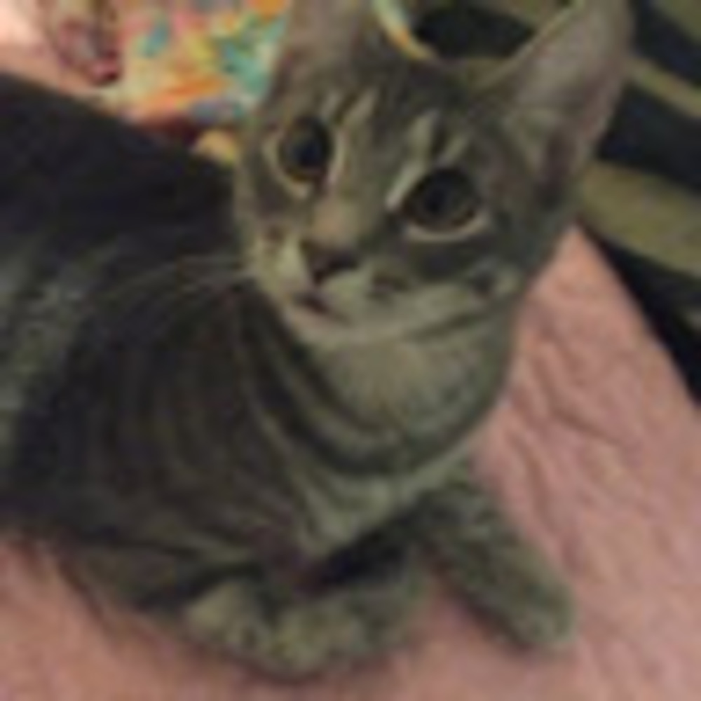 Meet your Posher, Amanda